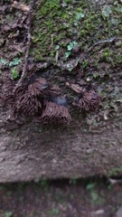 Stemonitis