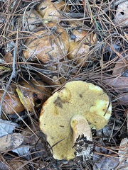 Suillus fuscotomentosus