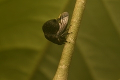Membracidae