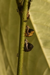 Membracidae