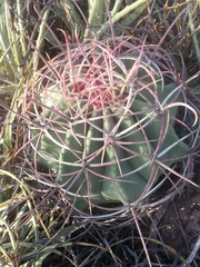 Ferocactus emoryi emoryi