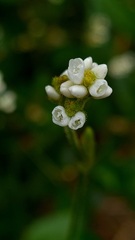 Persicaria strigosa