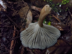 Porotheleaceae