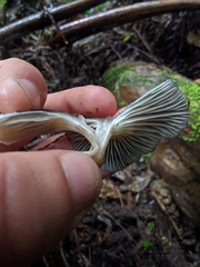 Porotheleaceae