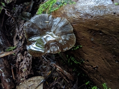 Porotheleaceae