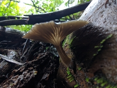 Porotheleaceae