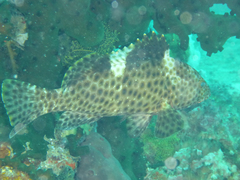 Epinephelus maculatus