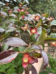 Strobilanthes auriculata