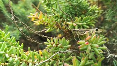 Epacromius tergestinus tergestinus