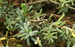 Epacromius tergestinus tergestinus