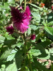 Celosia spicata