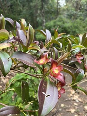 Strobilanthes auriculata