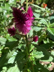 Celosia spicata