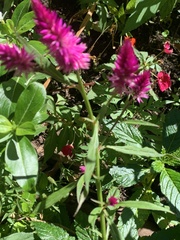 Celosia spicata