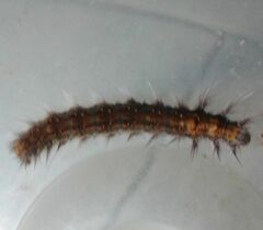 Bombycopsis capicola