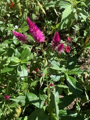 Celosia spicata