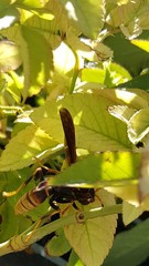 Polistes comanchus navajoe