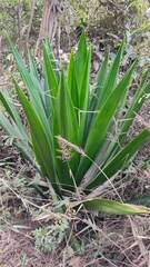 Furcraea andina