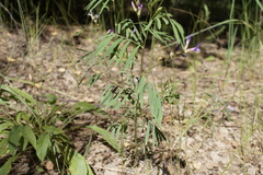 Astragalus arenarius