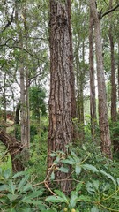Eucalyptus paniculata