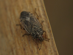 Chilacis typhae