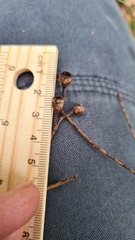 Eucalyptus paniculata