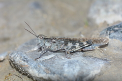 Epacromius tergestinus ponticus