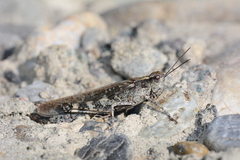 Epacromius tergestinus ponticus