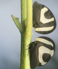 Membracis foliatafasciata