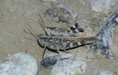 Epacromius tergestinus ponticus