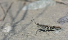 Epacromius tergestinus ponticus