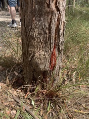 Corymbia