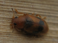 Coccidula scutellata