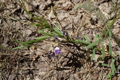 Astragalus arenarius