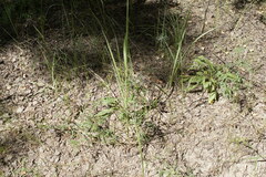 Astragalus arenarius