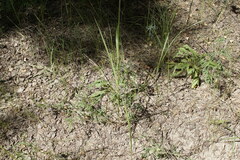 Astragalus arenarius