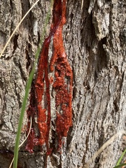 Corymbia