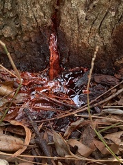 Corymbia