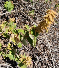 Salvia lasiantha