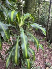 Dracaena fragrans