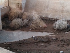 Salsola tragus