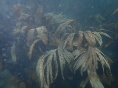 Saccorhiza polyschides