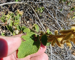 Salvia lasiantha
