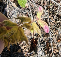 Salvia lasiantha