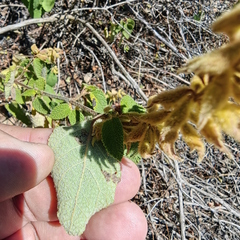 Salvia lasiantha
