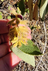 Salvia lasiantha