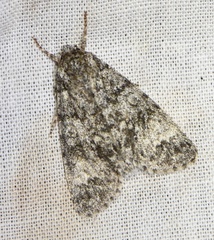 Acronicta megacephala