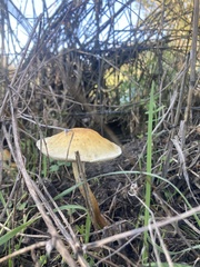 Leratiomyces percevalii