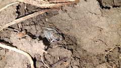 Eleutherodactylus leprus