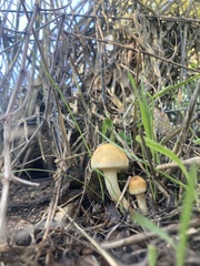 Leratiomyces percevalii
